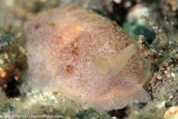 BD-130401-Tulamben-8830-Pleurobranchus-albiguttatus-(Bergh.-1905).jpg