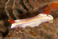 BD-130402-Tulamben-9278-Hypselodoris-emma.-Rudman.-1977.jpg