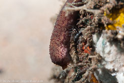 BD-130404-Tulamben-9655-Holothuria-sp.-Linnaeus.-1767.jpg