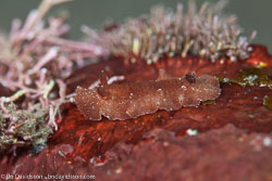 BD-130405-Tulamben-0390-Hoplodoris-grandiflora-(Pease.-1860).jpg