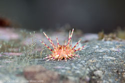 BD-130405-Tulamben-0402-Echinothrix-sp.-Peters.-1853.jpg