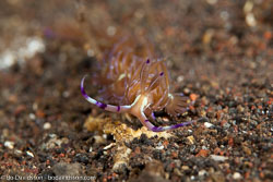 BD-130407-Tulamben-1314-Pteraeolidia-ianthina.jpg