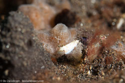 BD-130408-Tulamben-8202-Dermatobranchus-albus-(Eliot.-1904).jpg
