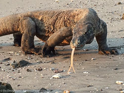 BD-141012-Komodo-0606-Travel---Diving.jpg