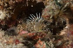 BD-141021-Bali-5821-Pterois-sp.-Oken.-1817.jpg