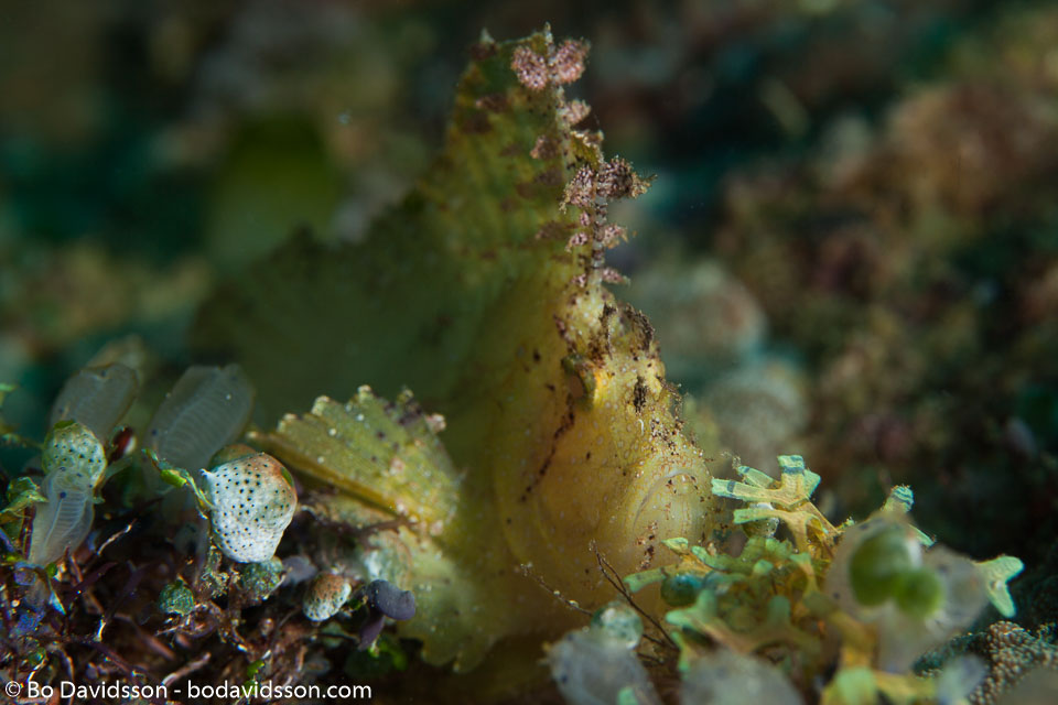 BD-180209-Anilao-8728-Taenianotus-triacanthus.-Lacepède.-1802---Leaf-scorpionfish.jpg