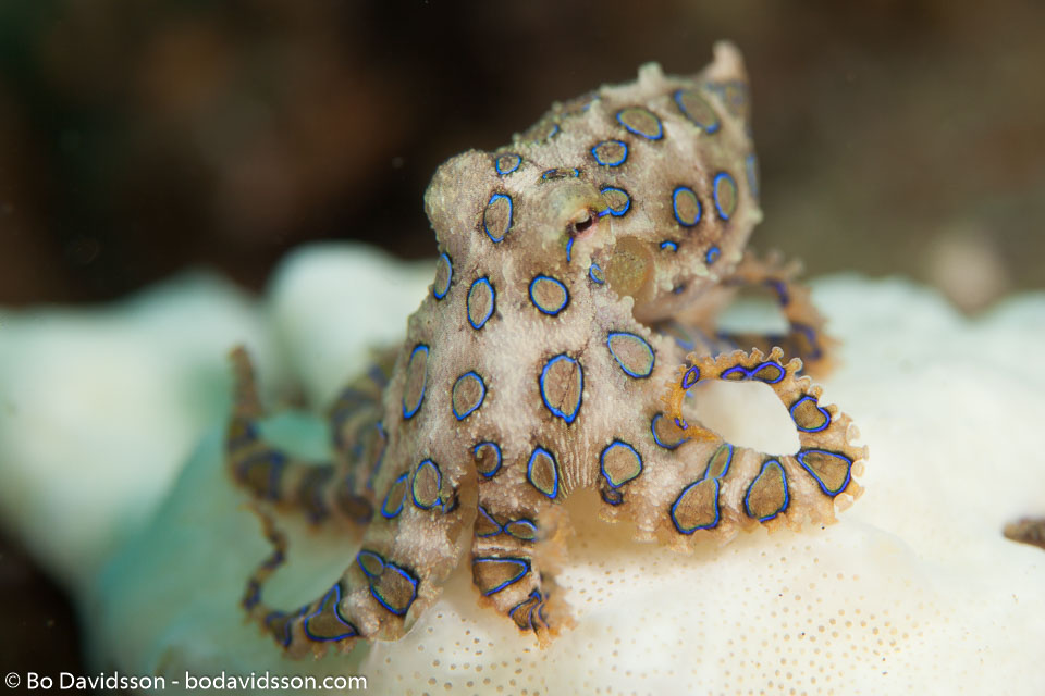 BD-180212-Anilao-9898-226,-Hapalochlaena-lunulata-(Quoy---Gaimard.-1832)---Greater-blue-ringed-octopus.jpg