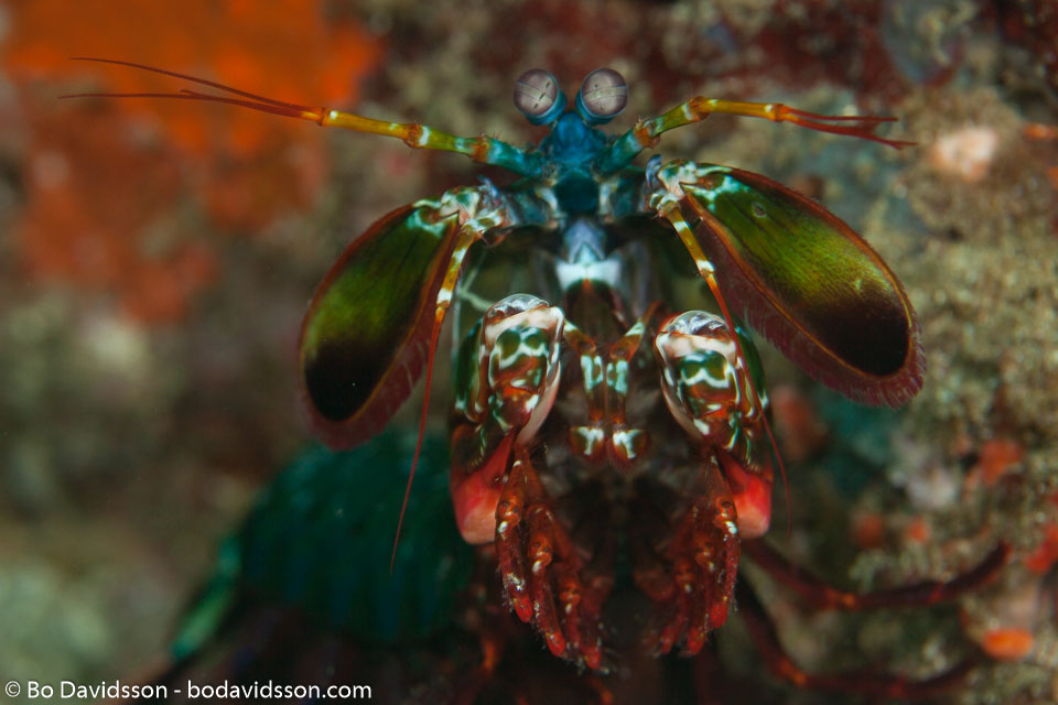 BD-180212-Anilao-9936-Odontodactylus-scyllarus-(Linnaeus.-1758)---Reef-odontodactylid-mantis-shrimp.jpg