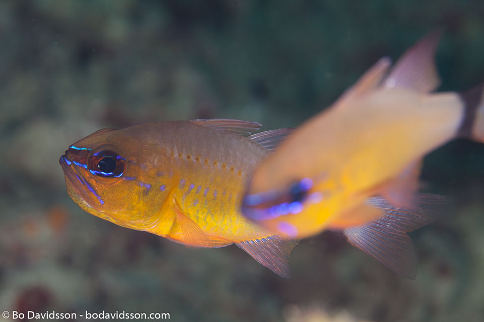 BD-180215-Anilao-0599-Ostorhinchus-aureus-(Lacepède.-1802)---Ringtailed-cardinalfish.jpg