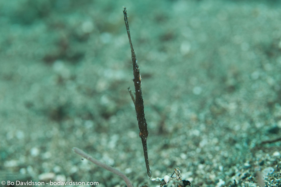 BD-180216-Anilao-1155-Solenostomus-cyanopterus.-Bleeker.-1854---Ghost-pipefish.jpg