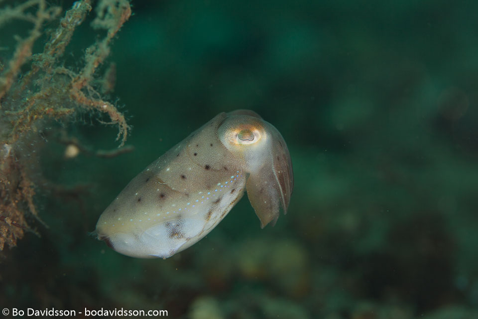 BD-180217-Anilao-1485-Sepia-latimanus.-Quoy---Gaimard.-1832---Broadclub-cuttlefish.jpg