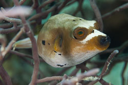 BD-180203-Romblon-7681-Arothron-nigropunctatus-(Bloch---Schneider.-1801)---Blackspotted-puffer.jpg