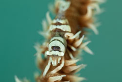 BD-180204-Romblon-7901-Pontonides-ankeri.-Marin.-2007---Anker´s-whip-coral-shrimp.jpg
