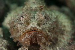 BD-180204-Romblon-8001-Scorpaenopsis-diabolus-(Cuvier.-1829)---False-stonefish.jpg