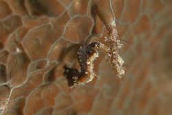 BD-180205-Romblon-8143-Hippocampus-pontohi.-Lourie---Kuiter.-2008.jpg