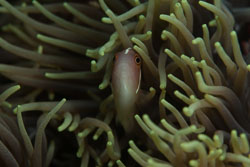 BD-180205-Romblon-8286-Amphiprion-perideraion.-Bleeker.-1855---Pink-anemonefish.-Vitpannad-clownfisk.jpg