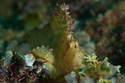 BD-180209-Anilao-8728-Taenianotus-triacanthus.-Lacepède.-1802---Leaf-scorpionfish.jpg