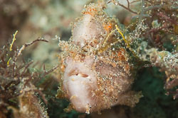 BD-180209-Anilao-8793-Antennarius-pictus-(Shaw.-1794)---Painted-frogfish.jpg