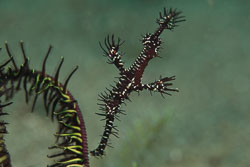 BD-180209-Anilao-8826-Solenostomus-paradoxus-(Pallas.-1770)---Harlequin-ghost-pipefish.-Spökkantnål.jpg