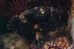 BD-180209-Anilao-8851-Antennarius-pictus-(Shaw.-1794)---Painted-frogfish.jpg