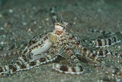 BD-180209-Anilao-8892-Thaumoctopus-mimicus.-Norman---Hochberg.-2005---Mimic-octopus.jpg