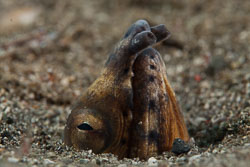 BD-180210-Anilao-9120-Ophichthus-altipennis-(Kaup.-1856)---Highfin-snake-eel.jpg