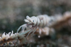 BD-180210-Anilao-9161-Pontonides-ankeri.-Marin.-2007---Anker´s-whip-coral-shrimp.jpg