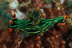 BD-180210-Anilao-9210-Nembrotha-kubaryana.-Bergh.-1877.jpg