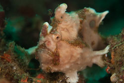 BD-180211-Anilao-9350-Antennarius-maculatus-(Desjardins.-1840)---Warty-frogfish.jpg