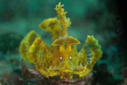 BD-180211-Anilao-9373-Rhinopias-eschmeyeri.-Condé.-1977---Eschmeyer's-scorpionfish.jpg