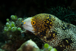 BD-180211-Anilao-9434-Echidna-nebulosa-(Ahl.-1789)---Snowflake-moray.-Stjärnmuräna.jpg