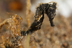 BD-180211-Anilao-9652-Hippocampus-kuda.-Bleeker.-1852---Spotted-seahorse.-Gul-sjöhäst.jpg