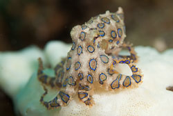BD-180212-Anilao-9898-226,-Hapalochlaena-lunulata-(Quoy---Gaimard.-1832)---Greater-blue-ringed-octopus.jpg