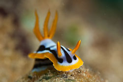 BD-180212-Anilao-9968-Chromodoris-strigata.-Rudman.-1982---Strigate-chromodoris.jpg