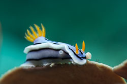 BD-180213-Anilao-0116-Chromodoris-lochi.-Rudman.-1982---Loch's-chromodoris.jpg