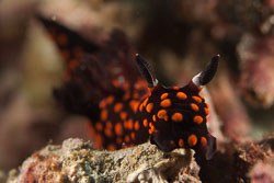 BD-180214-Anilao-0511-Nembrotha-sp-1-(NSSI).jpg