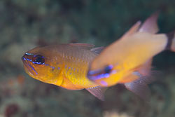 BD-180215-Anilao-0599-Ostorhinchus-aureus-(Lacepède.-1802)---Ringtailed-cardinalfish.jpg