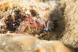 BD-180215-Anilao-0610-Hypselodoris-bollandi.-Gosliner---R-F-Johnson.-1999.jpg
