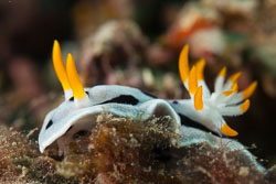 BD-180215-Anilao-0714-Chromodoris-dianae.-Gosliner---Behrens.-1998---Diana's-chromodoris.jpg