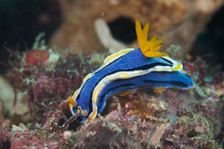 BD-180215-Anilao-0742-Chromodoris-annae.-Bergh.-1877---Anna's-chromodoris.jpg