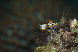 BD-180215-Anilao-0758-Chromodoris-hamiltoni.-Rudman.-1977.jpg