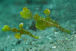 BD-180215-Anilao-0829-Solenostomus-halimeda.--Orr-Fritzsche---Randall.-2002---Halimeda-ghostpipefish.jpg
