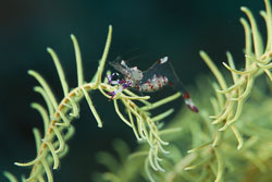 BD-180215-Anilao-0867-Ancylomenes-holthuisi-(Bruce.-1969)---Holthuis-Cleaner-Shrimp.jpg