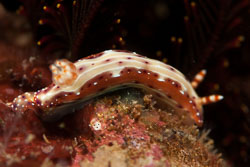BD-180216-Anilao-1010-Hypselodoris-sp-4-(NSSI).jpg