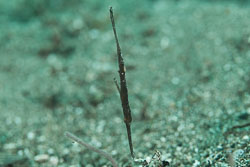 BD-180216-Anilao-1155-Solenostomus-cyanopterus.-Bleeker.-1854---Ghost-pipefish.jpg