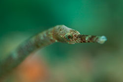 BD-180217-Anilao-1349-Micrognathus-pygmaeus.-Fritzsche.-1981---Thorntailed-pipefish.jpg