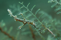 BD-180217-Anilao-1556-Solenostomus-paradoxus-(Pallas.-1770)---Harlequin-ghost-pipefish.-Spökkantnål.jpg