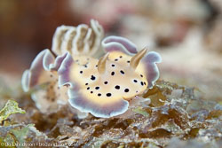 BD-130710-Maldives-0040-Goniobranchus-tritos-(Yonow.-1994).jpg