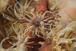 BD-130710-Maldives-0103-Tubastrea-sp.-Lesson.-1829.jpg