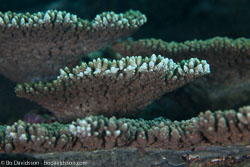 BD-130713-Maldives-0386-Acropora-sp.-Oken.-1815.jpg